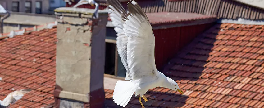 Residential Chimney Animal Removal Solution in Bergenfield, NJ