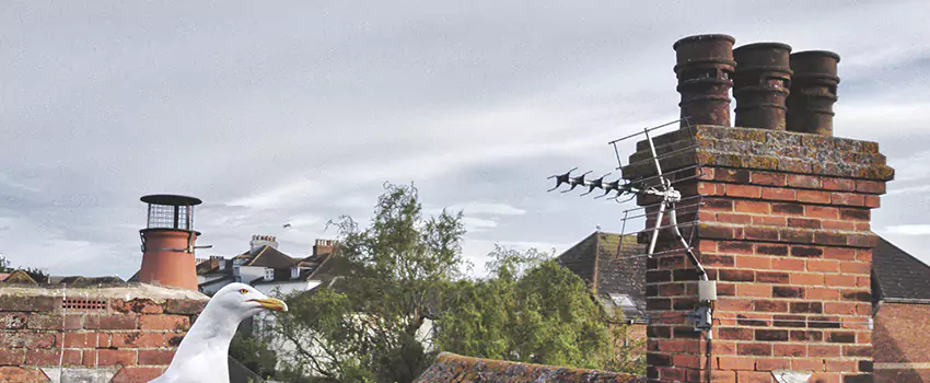 Chimney Cleaning And Restoration in Bergenfield, New Jersey